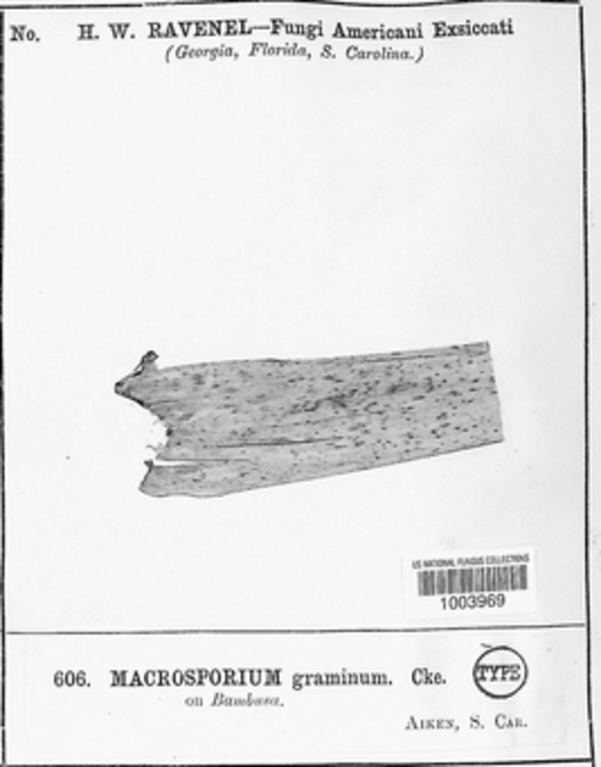 Alternaria graminum image